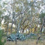 Bosco Balestrate Sicilia