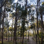 Sentieri tra gli alberi Balestrate