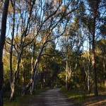 Sentiero bosco Balestrate