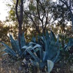 Bosco Sicilia Balestrate