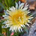 Fiore Bosco mare Balestrate