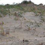 Dune e vegetazione
