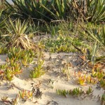 Dune e vegetazione