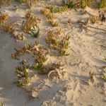 Dune particolare Balestrate