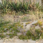 Dune Sabbiose Balestrate