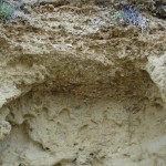 Fossili Balestrate