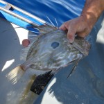 Pesca Balestrate