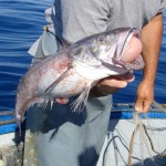 Pesca Balestrate