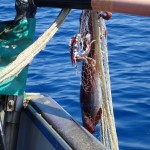 Pesca Balestrate