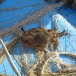 Pesca Balestrate