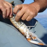Pesca Balestrate