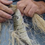 Pesca Balestrate