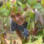 Vendemmia raccolta dell'uva Balestrate, da vino, vini siciliani