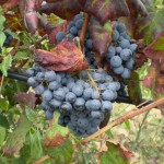 Vendemmia raccolta dell'uva settembre